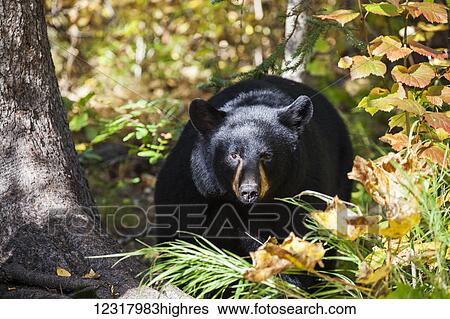Close up of a large Black bear among an autumn forest understory, Southcentral Alaska, USA View Large Photo Image Stock Photograph - Close up of a large Black bear among an autumn forest understory, Southcentral Alaska, USA. Fotosearch
