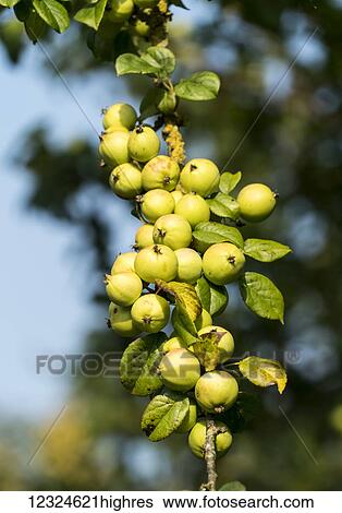 Stock Photograph - Close-up of a large cluster of green, unripe fruit growing on a tree; Yorkshire, England. Fotosearch