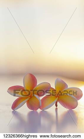 Close-up of a pair of beautiful yellow and pink Plumeria flowers (Apocynaceae) with sunset lighting the background; Honolulu, Oahu, Hawaii, United States of America View Large Photo Image Stock Photograph - Close-up of a pair of beautiful yellow and pink Plumeria flowers (Apocynaceae) with sunset lighting the background; Honolulu, Oahu, Hawaii, United States of America. Fotosearch