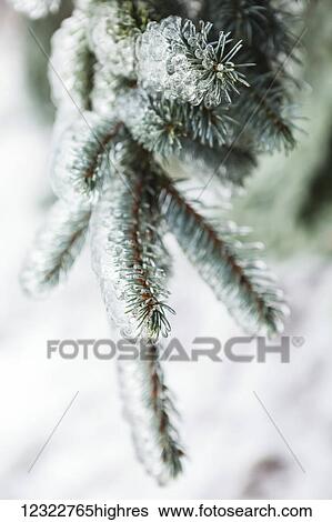 Stock Photograph - Close up of a pine tree branch with needles covered in ice. Fotosearch