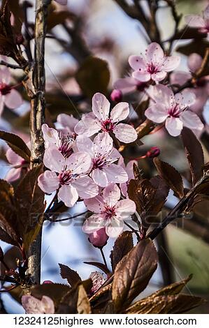Stock Photograph - Close-up of a pink flowering shrub; Bath, England. Fotosearch