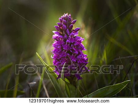 Stock Photograph - Close up of a pink hyacinth; South Shields, Tyne and Wear, England. Fotosearch