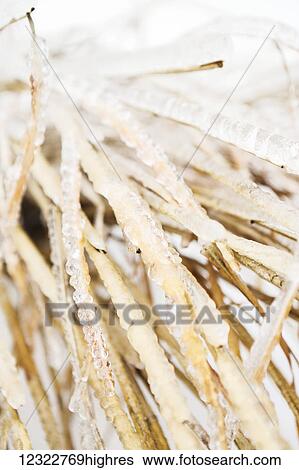 Close-up of a plant covered in ice View Large Photo Image Stock Photograph - Close-up of a plant covered in ice. Fotosearch