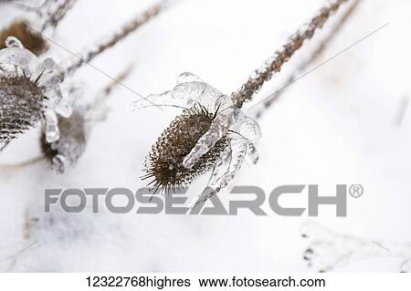 Close-up of a plant covered in unique ice formations View Large Photo Image Stock Photograph - Close-up of a plant covered in unique ice formations. Fotosearch