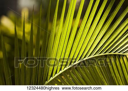 Stock Photograph - Close-up of a plant leaf; Hawaii, United States of America. Fotosearch