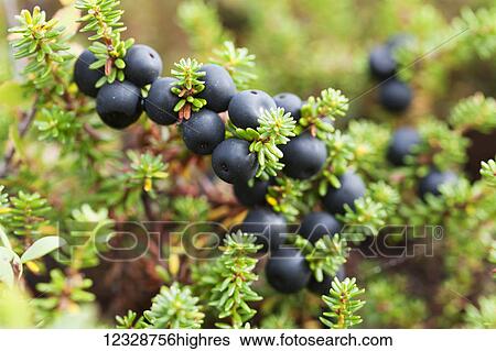 Stock Photograph - Close-up of a plant with blue berries on the tundra; Alaska, United States of America. Fotosearch