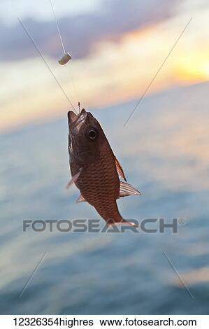 Stock Photograph - Close-up of a red saltwater fish caught on a fishing line and hook; Honolulu, Oahu, Hawaii, United States of America. Fotosearch