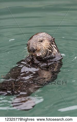Close-up of a Sea Otter (Enhydra lutris) floating on it's back, holding a black mussel in it's paws, South-central Alaska; Seward, Alaska, United States of America View Large Photo Image Stock Photograph - Close-up of a Sea Otter (Enhydra lutris) floating on it's back, holding a black mussel in it's paws, South-central Alaska; Seward, Alaska, United States of America. Fotosearch