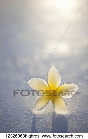 Stock Photograph - Close-up of a single beautiful yellow Plumeria flower (Apocynaceae) in soft focus; Honolulu, Oahu, Hawaii, United States of America. Fotosearch