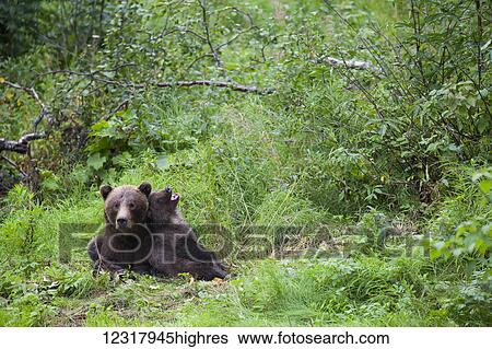 Stock Photograph - Close up of a sow Brown bear and cub among green summer foliage, Southcentral Alaska, USA. Fotosearch