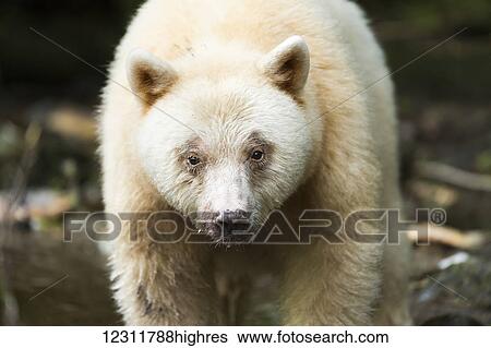 Close up of a Spirit Bear, eye contact, Great Bear Rainforest, British Columbia, Canada View Large Photo Image Stock Photograph - Close up of a Spirit Bear, eye contact, Great Bear Rainforest, British Columbia, Canada. Fotosearch