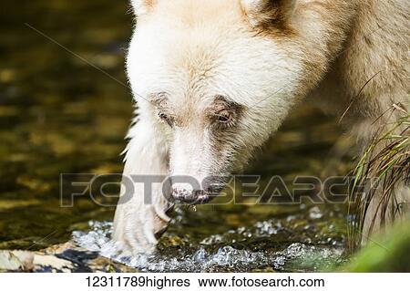 Close up of a Spirit Bear, eye contact, Great Bear Rainforest, British Columbia, Canada View Large Photo Image Stock Photograph - Close up of a Spirit Bear, eye contact, Great Bear Rainforest, British Columbia, Canada. Fotosearch