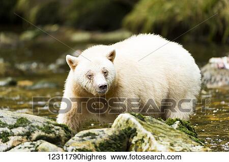 Stock Photograph - Close up of a Spirit Bear fishing in a river, Great Bear Rainforest, British Columbia, Canada. Fotosearch