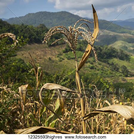 Stock Photograph - Close up of a stalk of corn with mountains in the distance; Tambon Mae Salong Nok, Chang Wat Chiang Rai, Thailand. Fotosearch