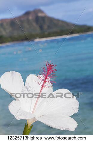 Stock Photograph - Close-up of a white hibiscus flower with Diamond Head and Waikiki Beach in the background; Honolulu, Oahu, Hawaii, United States of America. Fotosearch