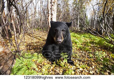Stock Photograph - Close up of an adult Black bear among autumn foliage, Southcentral Alaska, USA. Fotosearch