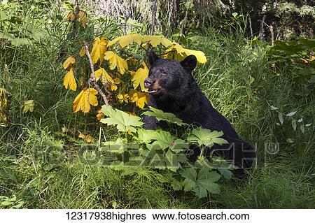 Close up of an adult Black bear in a sunny forest understory during summer, Southcentral Alaska, USA View Large Photo Image Stock Photograph - Close up of an adult Black bear in a sunny forest understory during summer, Southcentral Alaska, USA. Fotosearch