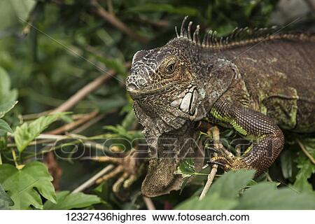 Stock Photograph - Close-up of an Iguana crawling through the plants at Victoria Butterfly Gardens; Victoria, British Columbia, Canada. Fotosearch