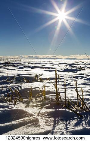Stock Photograph - Close-up of barley stubble in a snow covered field with a sun burst and blue sky in the background; Alberta, Canada. Fotosearch