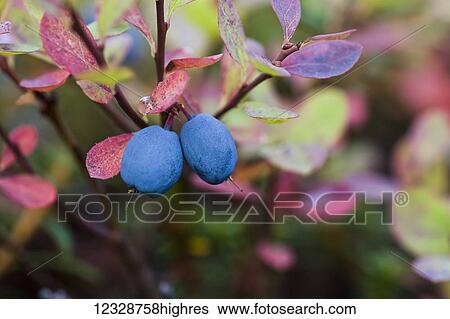 Stock Photograph - Close-up of blueberries on a Lowbush blueberry plant (Vaccinium angustifolium); Alaska, United States of America. Fotosearch