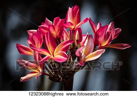 Close-up of bright pink plumeria flowers; Maui, Hawaii, United States of America View Large Photo Image Stock Photograph - Close-up of bright pink plumeria flowers; Maui, Hawaii, United States of America. Fotosearch