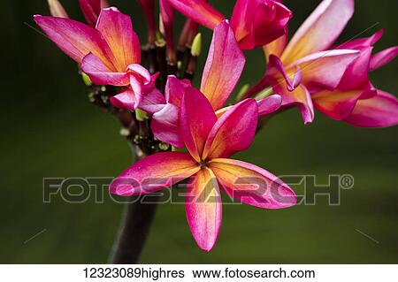 Stock Photograph - Close-up of bright pink plumeria flowers; Maui, Hawaii, United States of America. Fotosearch