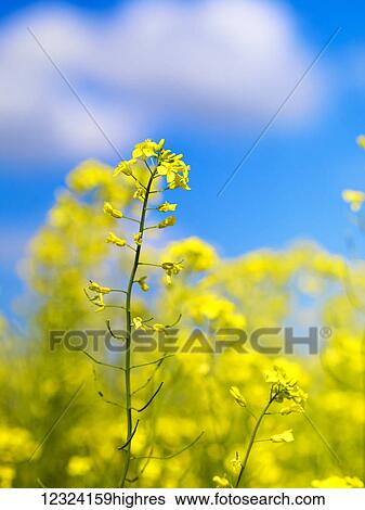 Stock Photograph - Close up of canola in bloom; Alberta, Canada. Fotosearch