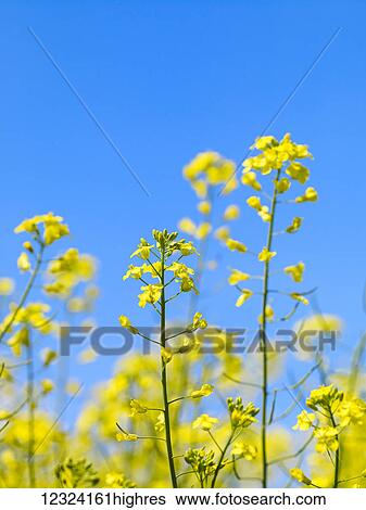 Stock Photograph - Close up of canola in bloom; Alberta, Canada. Fotosearch