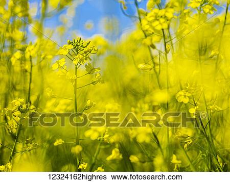 Stock Photograph - Close up of canola in bloom; Alberta, Canada. Fotosearch