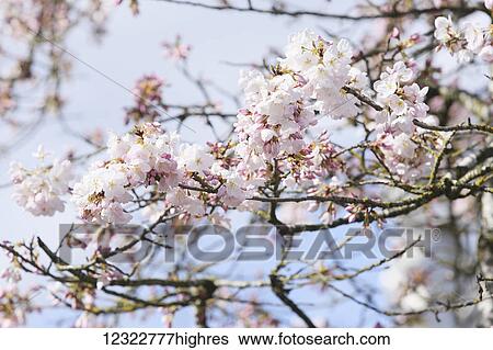 Stock Photograph - Close-up of cherry blossoms on a tree; Portland, Oregon, United States of America. Fotosearch