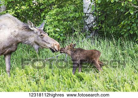 Stock Photograph - Close up of cow moose touching 0ses with her calf, Kincaid Park, Anchorage, Southcentral Alaska, USA. Fotosearch