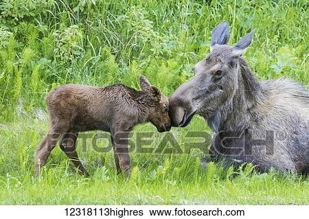 Close up of cow moose touching 0ses with her calf, Kincaid Park, Anchorage, Southcentral Alaska, USA View Large Photo Image Stock Photograph - Close up of cow moose touching 0ses with her calf, Kincaid Park, Anchorage, Southcentral Alaska, USA. Fotosearch