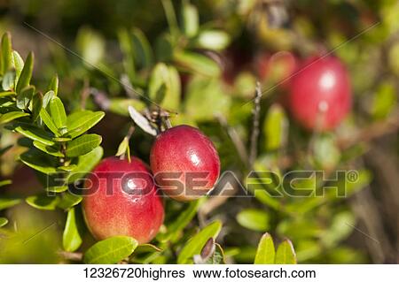 Stock Photograph - Close-up of cranberries growing on a plant. Fotosearch