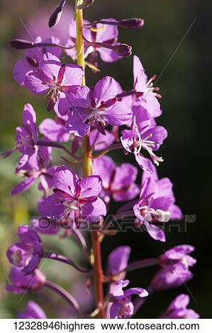 Close-up of Fireweed (Chamaenerion angustifolium); Alaska, United States of America View Large Photo Image Stock Photograph - Close-up of Fireweed (Chamaenerion angustifolium); Alaska, United States of America. Fotosearch