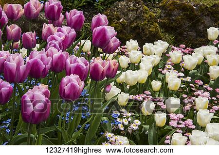 Close-up of flowers at Butchart Gardens; Victoria, British Columbia, Canada View Large Photo Image Stock Photograph - Close-up of flowers at Butchart Gardens; Victoria, British Columbia, Canada. Fotosearch
