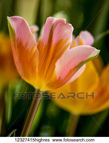 Stock Photograph - Close-up of flowers in bloom at Butchart Gardens; Victoria, British Columbia, Canada. Fotosearch