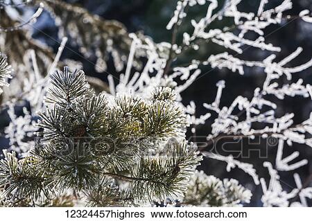 Stock Photograph - Close up of frosty pine needles and ice covered tree branches; Alberta, Canada. Fotosearch