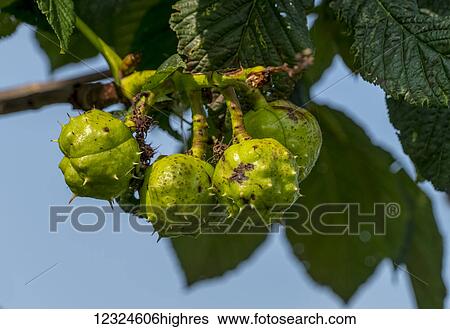 Stock Photograph - Close-up of green fruit growing on a tree with a blue sky background; Yorkshire, England. Fotosearch