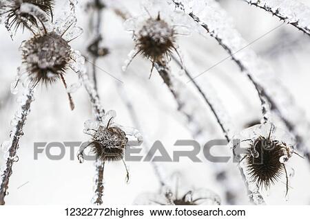 Stock Photograph - Close-up of ice formations on a plant in winter. Fotosearch