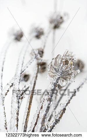 Close-up of ice formations on a plant in winter View Large Photo Image Stock Photograph - Close-up of ice formations on a plant in winter. Fotosearch