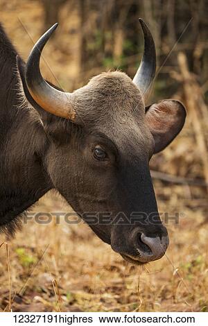 Stock Photograph - Close-up of Indian gaur (Bos gaurus) head; Chandrapur, Maharashtra, India. Fotosearch