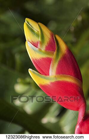 Close-up of lobster-claw heliconia flower; Maui, Hawaii, United States of America View Large Photo Image Stock Photograph - Close-up of lobster-claw heliconia flower; Maui, Hawaii, United States of America. Fotosearch