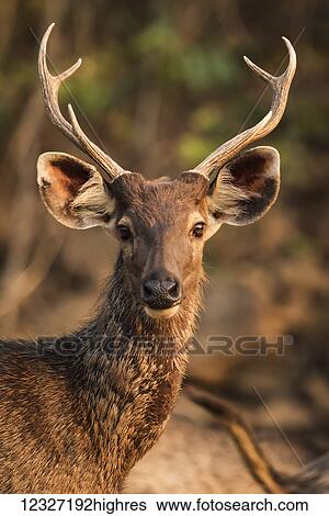 Close-up of male Sambar (Rusa unicolor) deer in sunlight; Chandrapur, Maharashtra, India View Large Photo Image Stock Photograph - Close-up of male Sambar (Rusa unicolor) deer in sunlight; Chandrapur, Maharashtra, India. Fotosearch