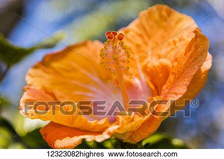 Stock Photograph - Close-up of orange hibiscus flower; Maui, Hawaii, United States of America. Fotosearch