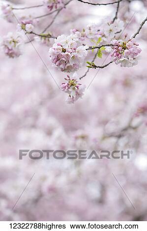 Stock Photograph - Close-up of pink cherry blossoms on a tree. Fotosearch