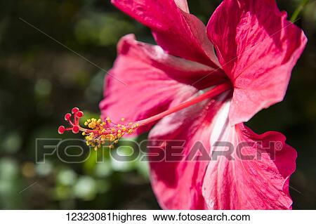 Close-up of pink hibiscus flower; Maui, Hawaii, United States of America View Large Photo Image Stock Photograph - Close-up of pink hibiscus flower; Maui, Hawaii, United States of America. Fotosearch