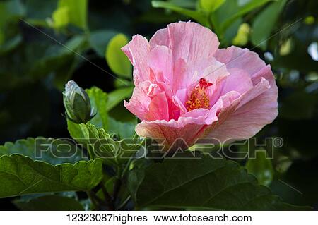 Close-up of pink hibiscus flower; Maui, Hawaii, United States of America View Large Photo Image Stock Photograph - Close-up of pink hibiscus flower; Maui, Hawaii, United States of America. Fotosearch