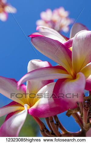 Stock Photograph - Close-up of pink plumeria flowers and blue sky; Lanai, Hawaii, United States of America. Fotosearch