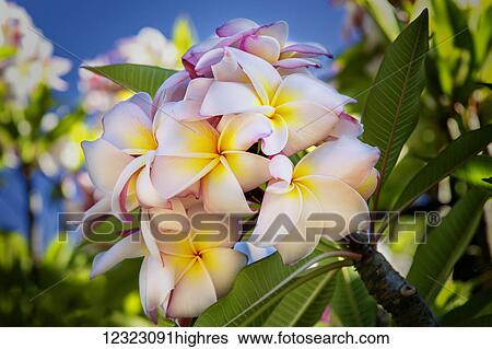 Stock Photograph - Close-up of pink plumeria flowers and blue sky; Lanai, Hawaii, United States of America. Fotosearch