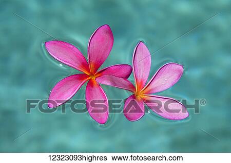 Close-up of pink plumeria flowers in water; Maui, Hawaii, United States of America View Large Photo Image Stock Photograph - Close-up of pink plumeria flowers in water; Maui, Hawaii, United States of America. Fotosearch
